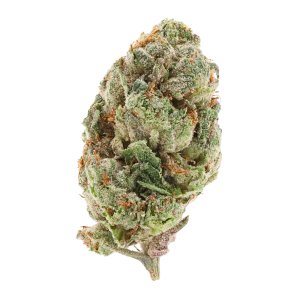 Orange Tree